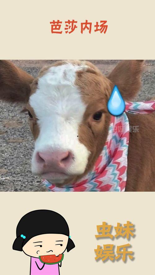 娱乐吃瓜酱减肥,美味与健康两不误